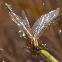 Dusky Clubtail thumbnail 2