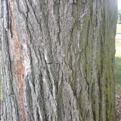 slippery elm thumbnail 4