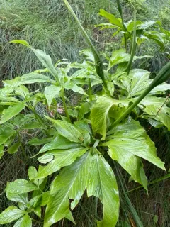 fan-leaf Chinese green dragon thumbnail 2