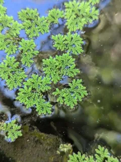 Azolla cristata thumbnail 4
