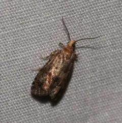 White Pine Coneborer Moth thumbnail 4