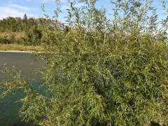 Violet Willow thumbnail 2