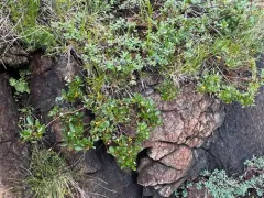 Green-scaled Willow thumbnail 4