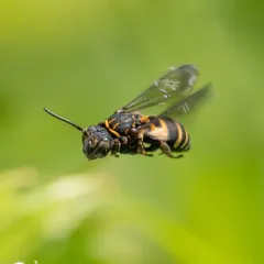 Simple Longhorn-Cuckoo thumbnail 2