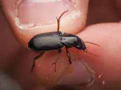 Harpalus indigens thumbnail 2