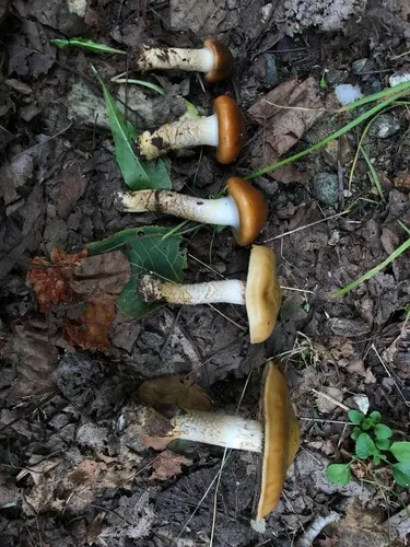 Cortinarius absarokensis