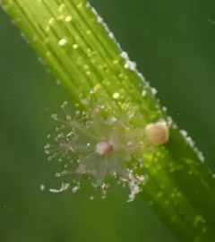 Kaleidoscope Jelly thumbnail 3