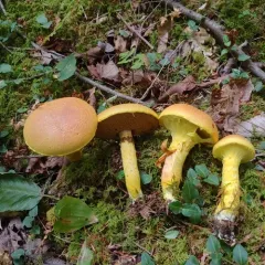powdery sulfur bolete thumbnail 3