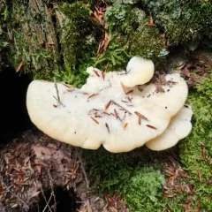 Climacocystis borealis thumbnail 4
