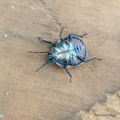 Dendrocoris humeralis thumbnail 1