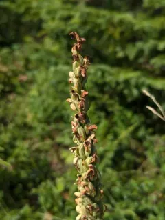 vanilla-scent bogorchid thumbnail 3
