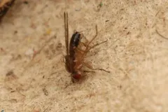 Scaptomyza adusta thumbnail 3