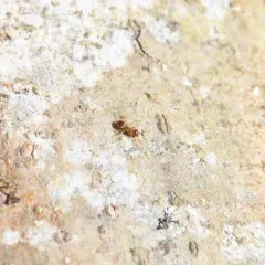 Pale-legged Fuzzy Ant thumbnail 3