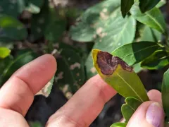 Inkberry Holly Leafminer thumbnail 4