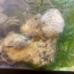 Sulphur Boring Sponge thumbnail 3