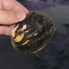 Three-ridge Mussel thumbnail 4