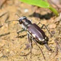 Festive Tiger Beetle thumbnail 2