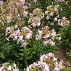 common soapwort thumbnail 2