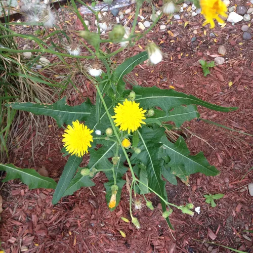 prickly sowthistle