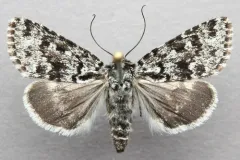 Sympistis lapponica thumbnail 3