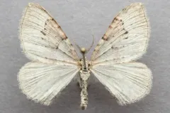 Xanthorhoe fossaria thumbnail 3
