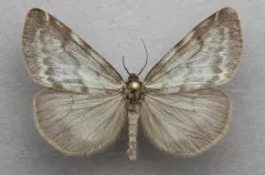 Woodland Tiger Moth thumbnail 2