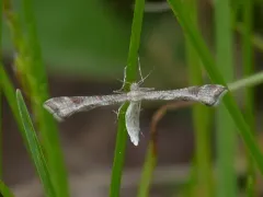 Irish Plume Moth thumbnail 4
