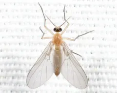Diadocidia ferruginosa thumbnail 2