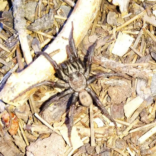 Atypoides gertschi