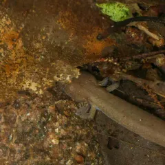 Spring Salamander thumbnail 4
