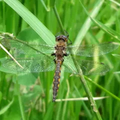 Beaverpond Baskettail thumbnail 2