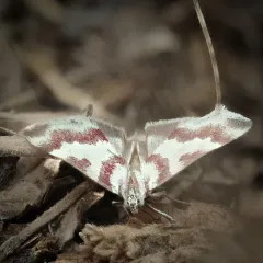 Rufous-banded Crambid Moth thumbnail 1