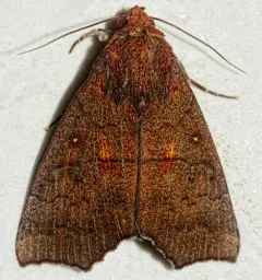 Hibiscus Leaf Caterpillar Moth thumbnail 3