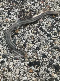 Slender Glass Lizard thumbnail 3