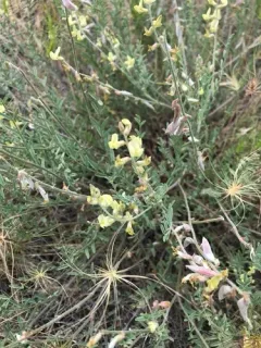 Pauper Milkvetch thumbnail 2