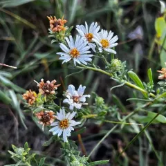 white prairie aster thumbnail 4