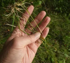 Flattened Oatgrass thumbnail 4