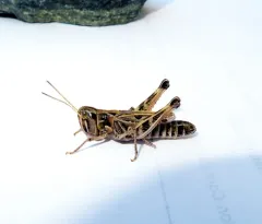 Four-spotted Grasshopper thumbnail 3