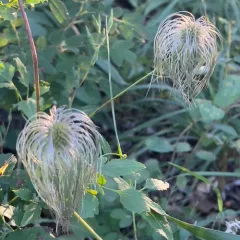 Orange-peel Clematis thumbnail 4
