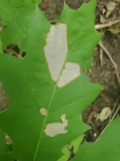 Oak Trumpet Skeletonizer Moth thumbnail 3