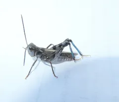 Big-headed Grasshopper thumbnail 4