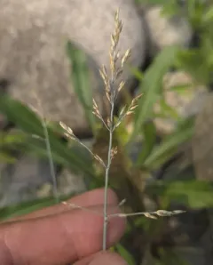 Glaucous Bluegrass thumbnail 3