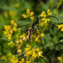 Trichopoda plumipes thumbnail 4