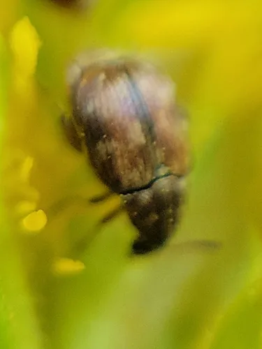 Bean Weevil
