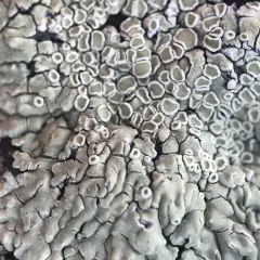 Stonewall Rim Lichen thumbnail 3