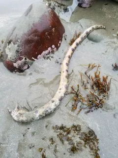 Pacific Snake Eel thumbnail 2