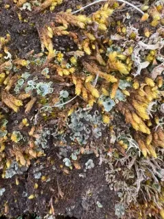 Arctic Mushroom Scales Lichen thumbnail 3