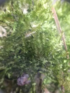 Bright Silk-moss thumbnail 4