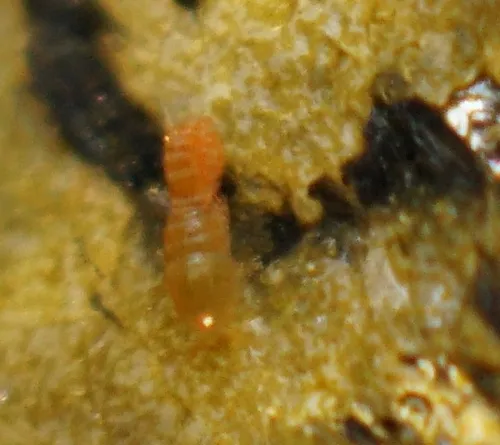 Harpacticus uniremis
