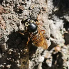 Patton's Yellowjacket Fly thumbnail 3
